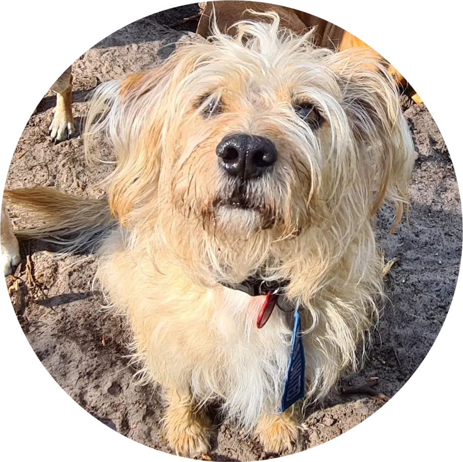 A shaggy white dog is staring at the camera