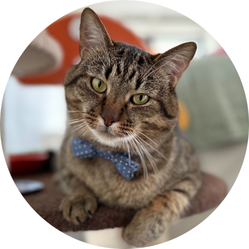 A large gray tabby cat wearing a bow tie is sitting on a cat tree that looks like a mushroom.