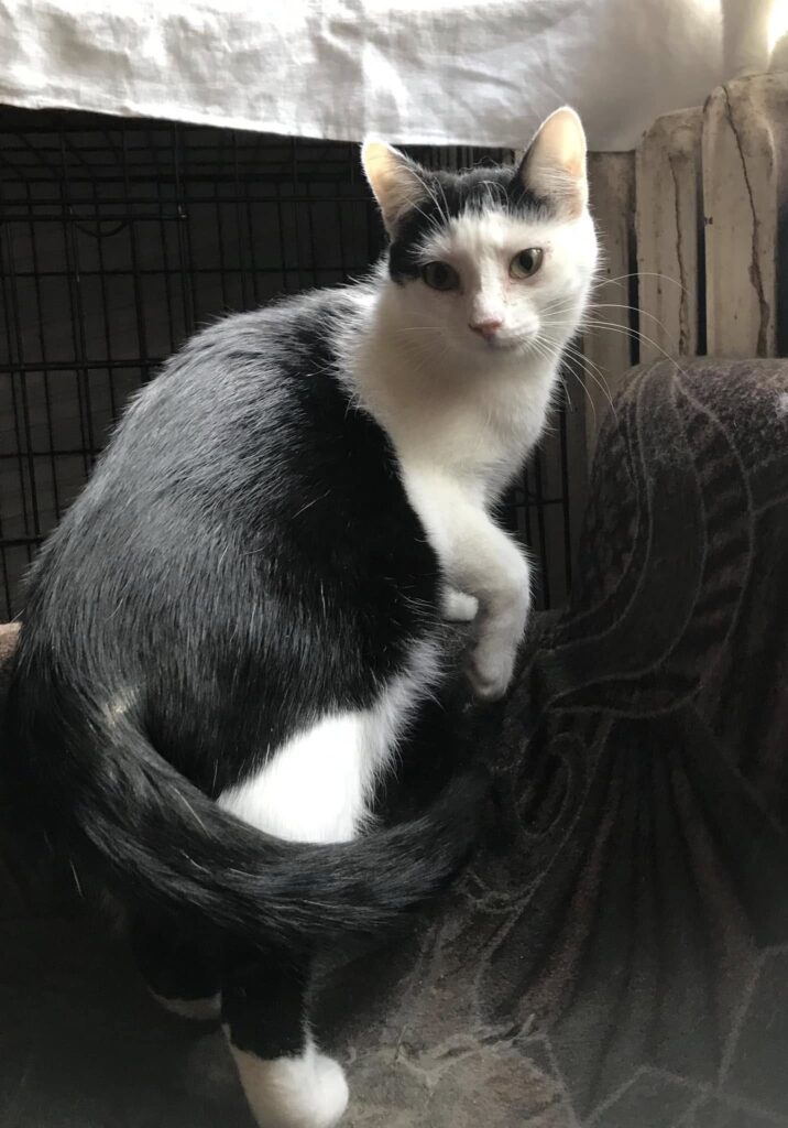 A black and white cat is changing her position on a chair