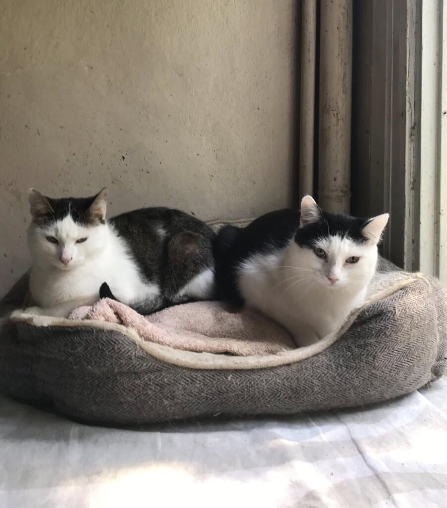 A black and white cat is laying in a cat bed with a gray and white cat. They look symmetrical