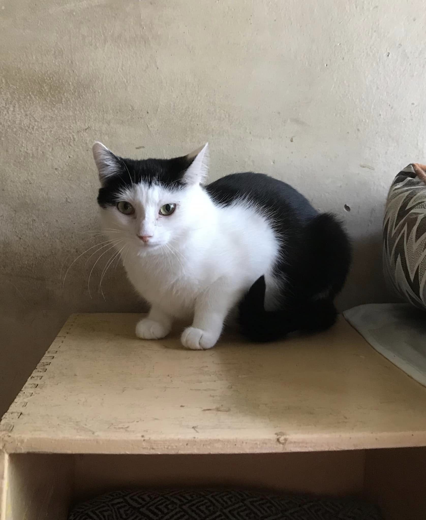 A black and white cat is sitting on a wooden table
