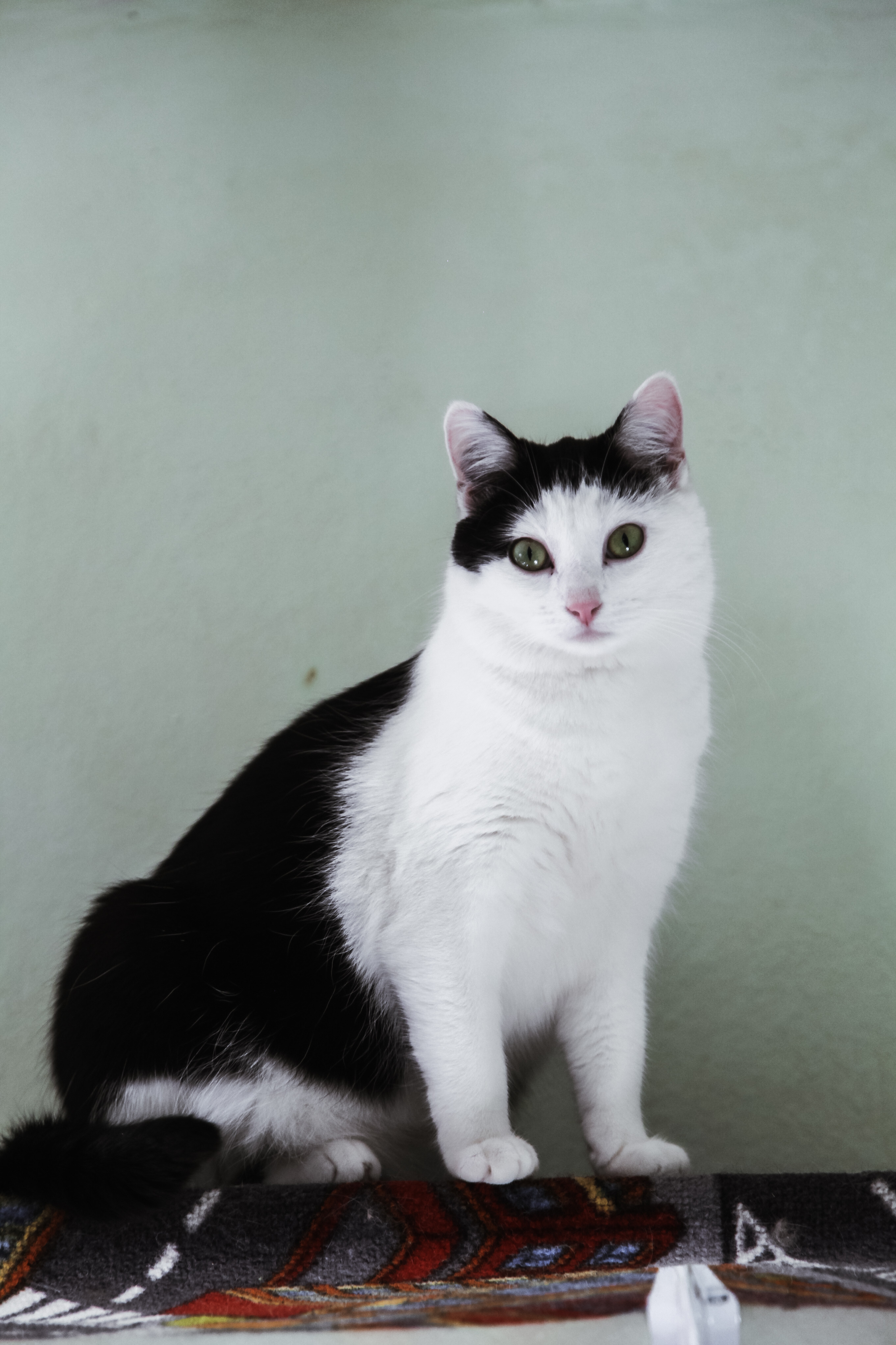 A black and white cat is sitting on a blanket