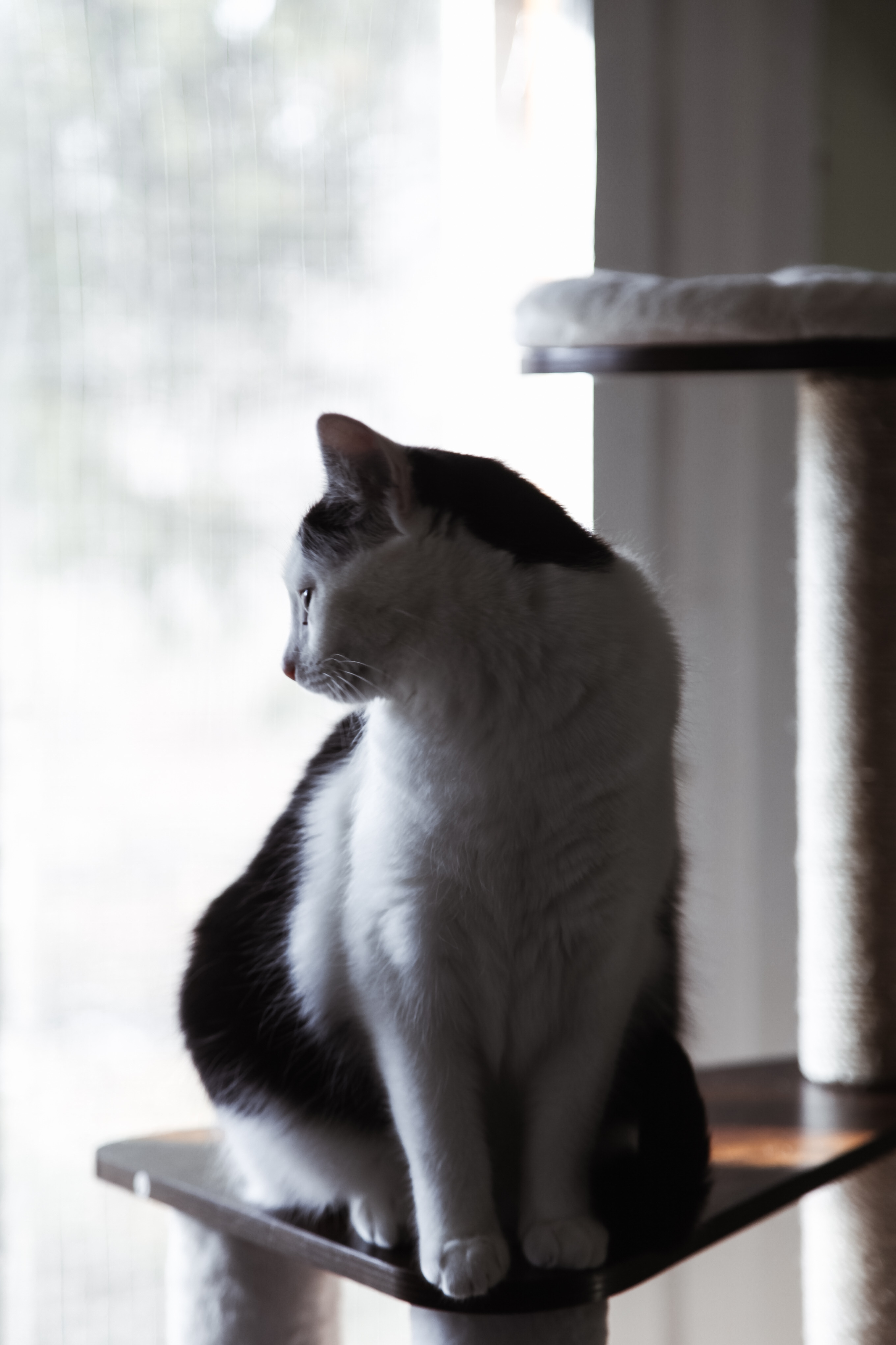 A black and white cat is sitting on a cat tree and looking behind her