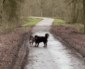 A dog is playing with another dog