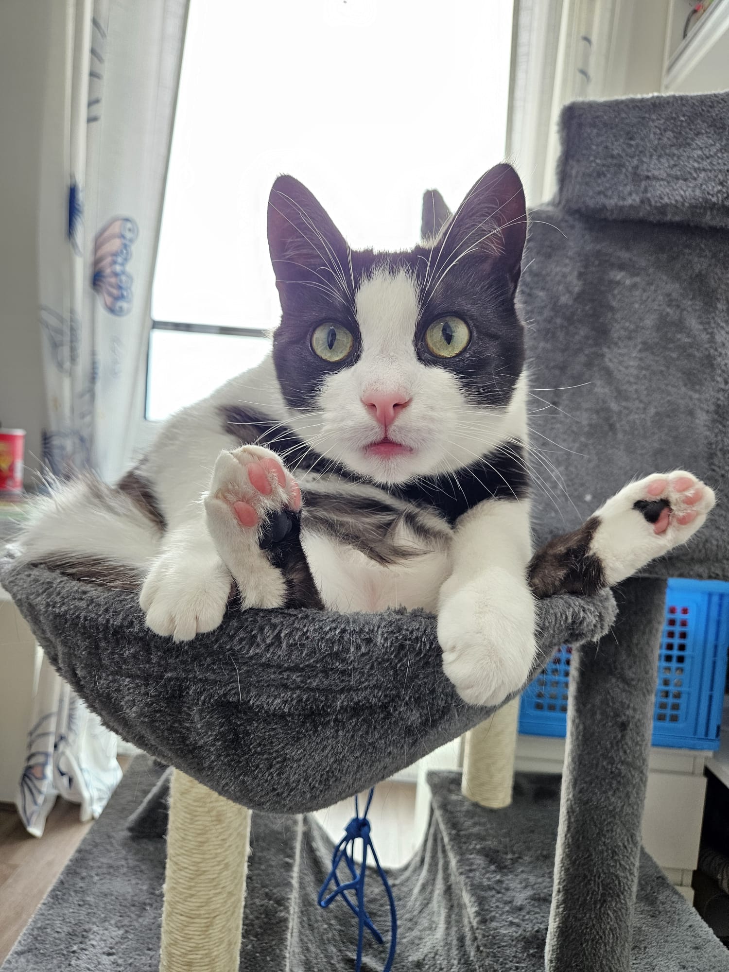 A black and white cat is sitting oddly in a hammock in a cat tree.