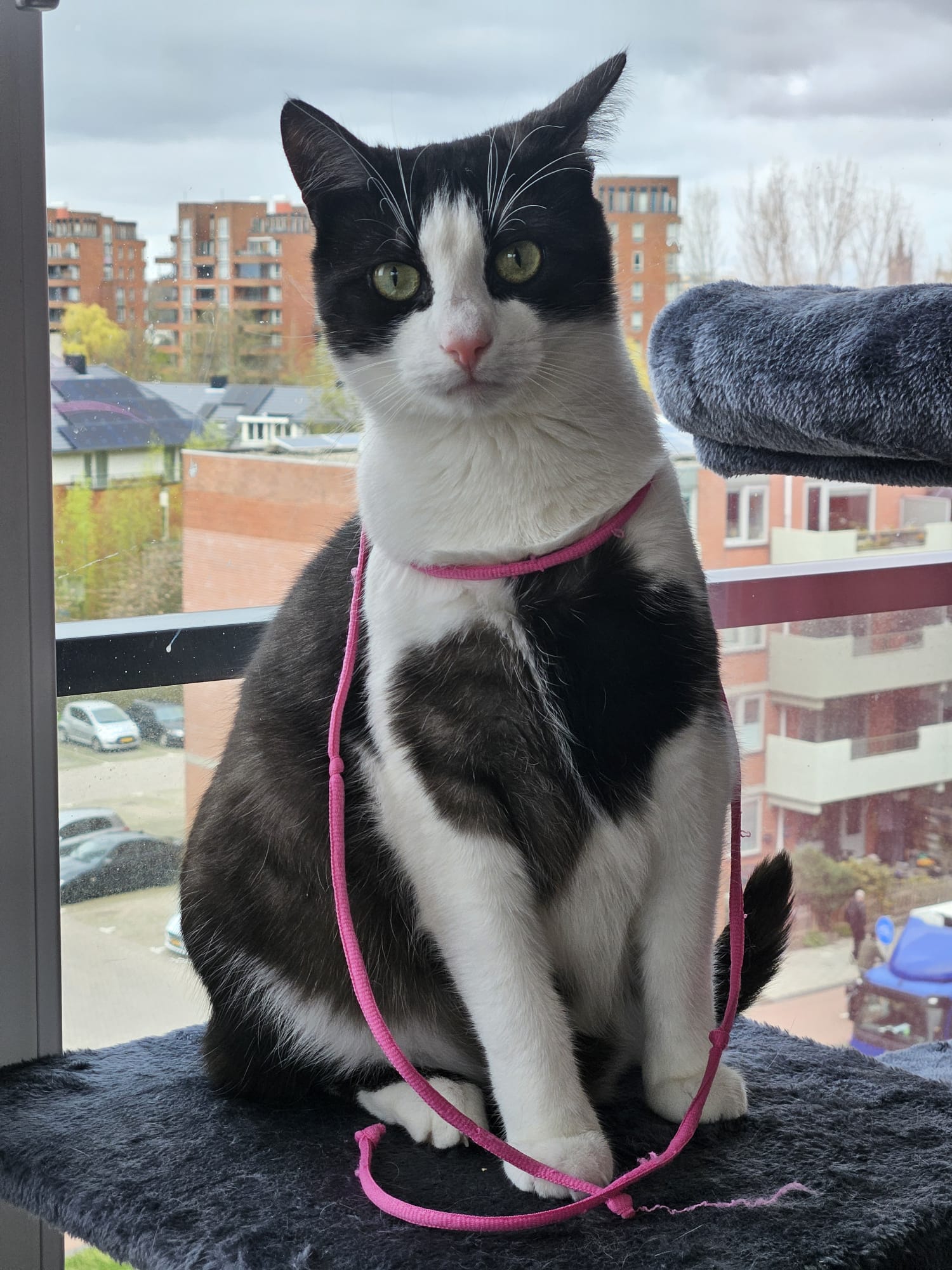 A black and white cat is sitting by a window