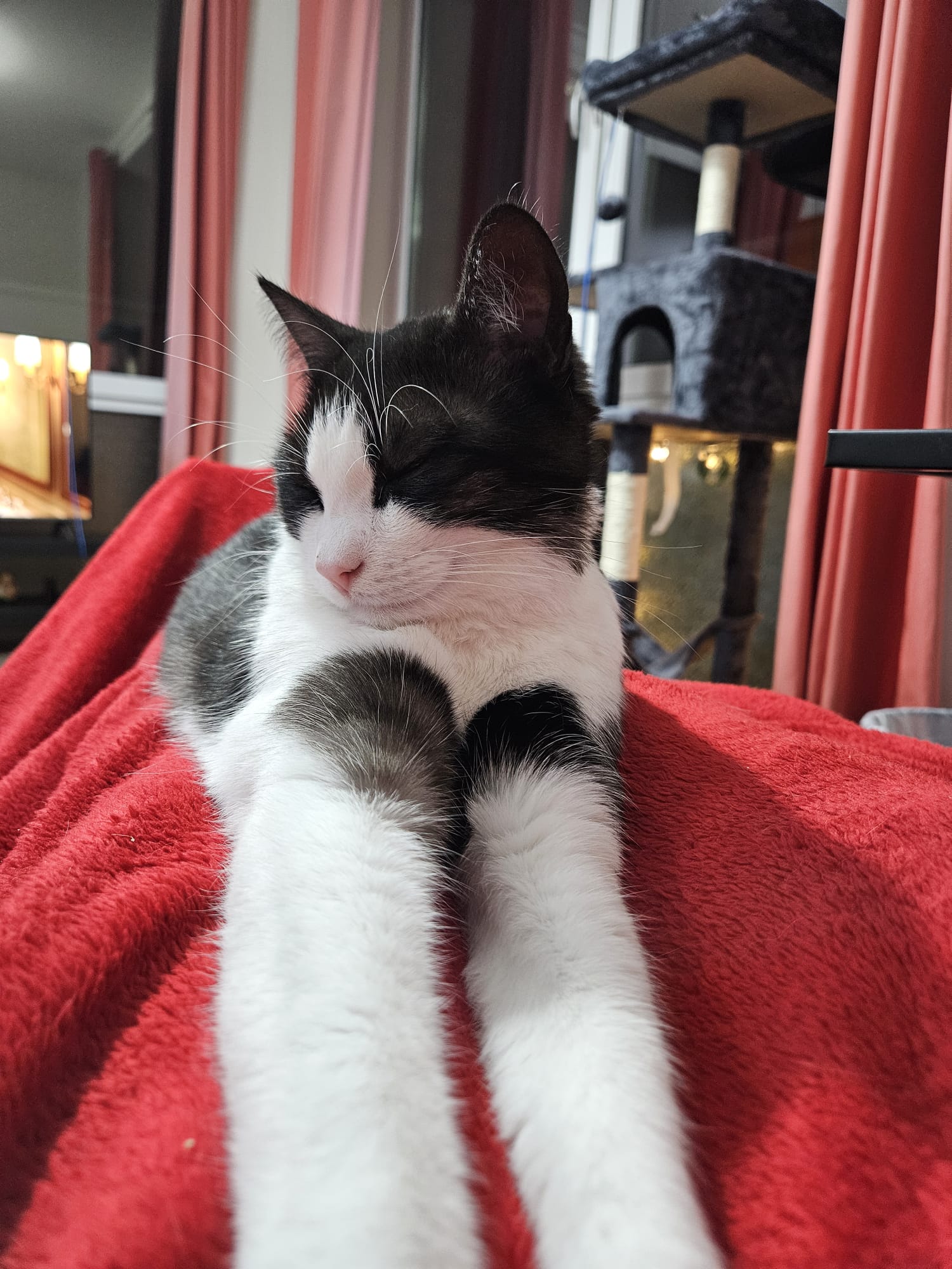 A black and white cat is stretching on a red blanket. Its front legs are outstretched in front of its body