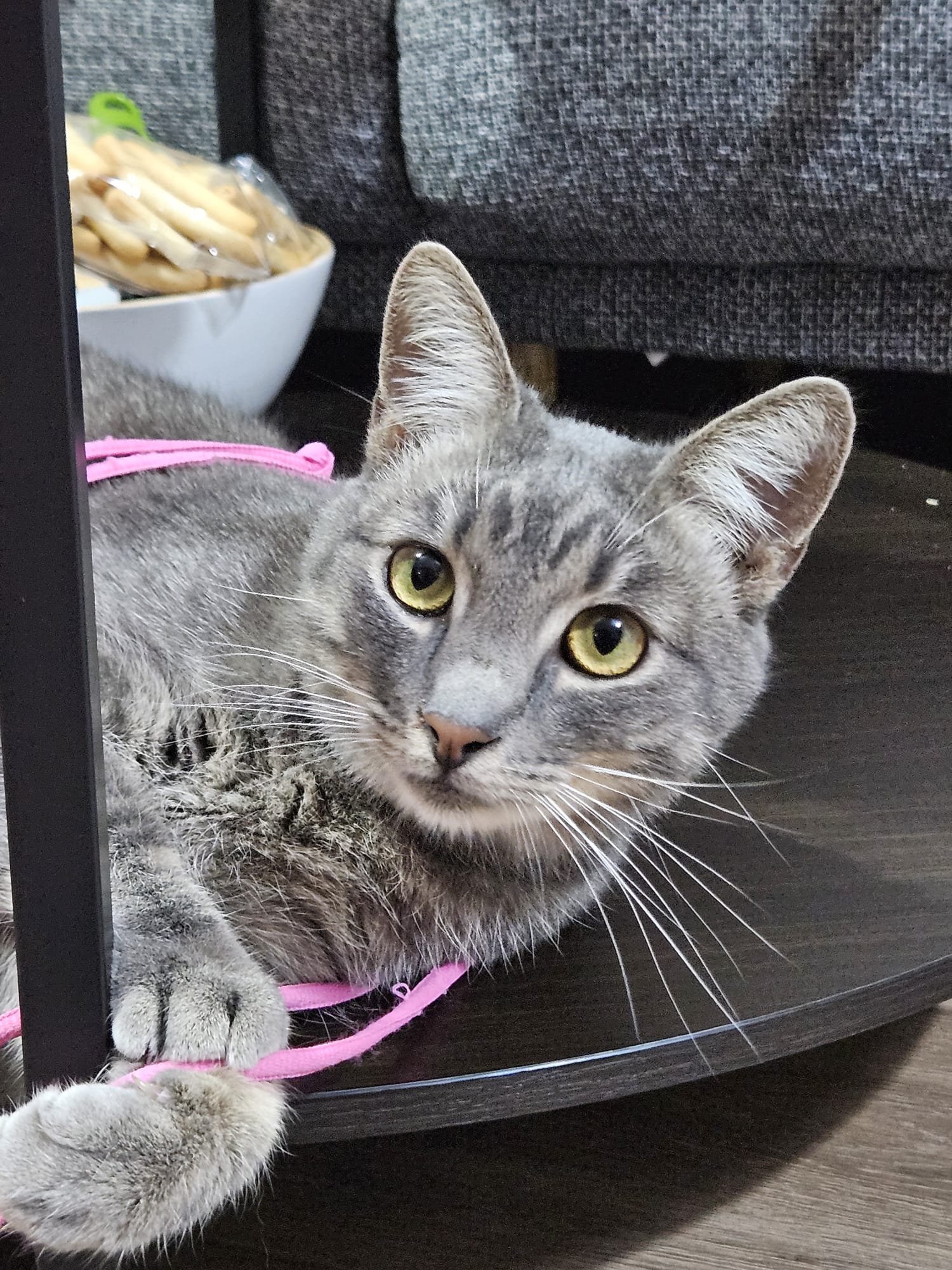 A smoky gray tabby is playing behind a shelf