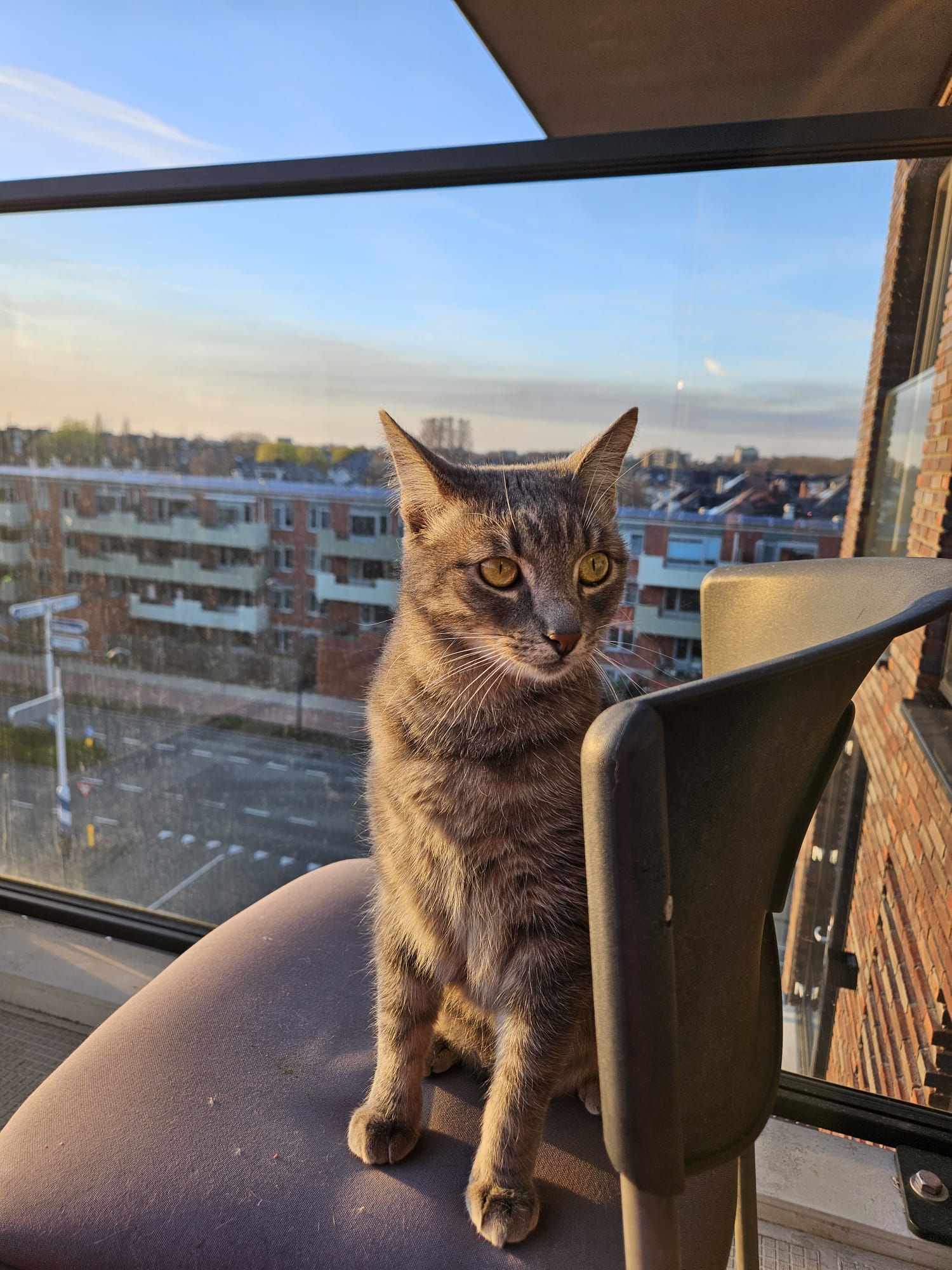 A gray tabby cat is sitting next to the window in a high rise apartment