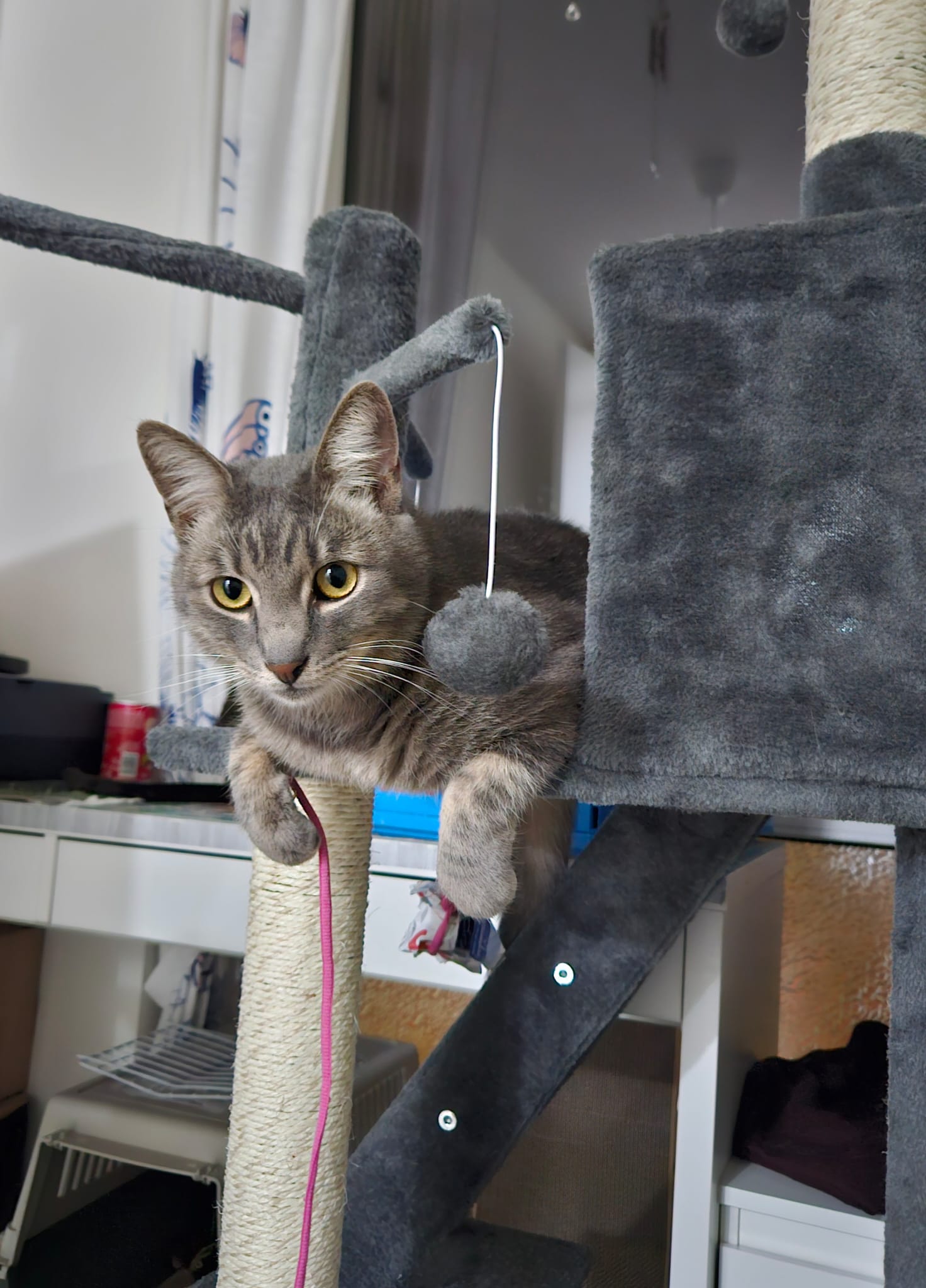 A gray cat is sitting cutely in the basket of a cat tree. His two front paws are overhanging the side.