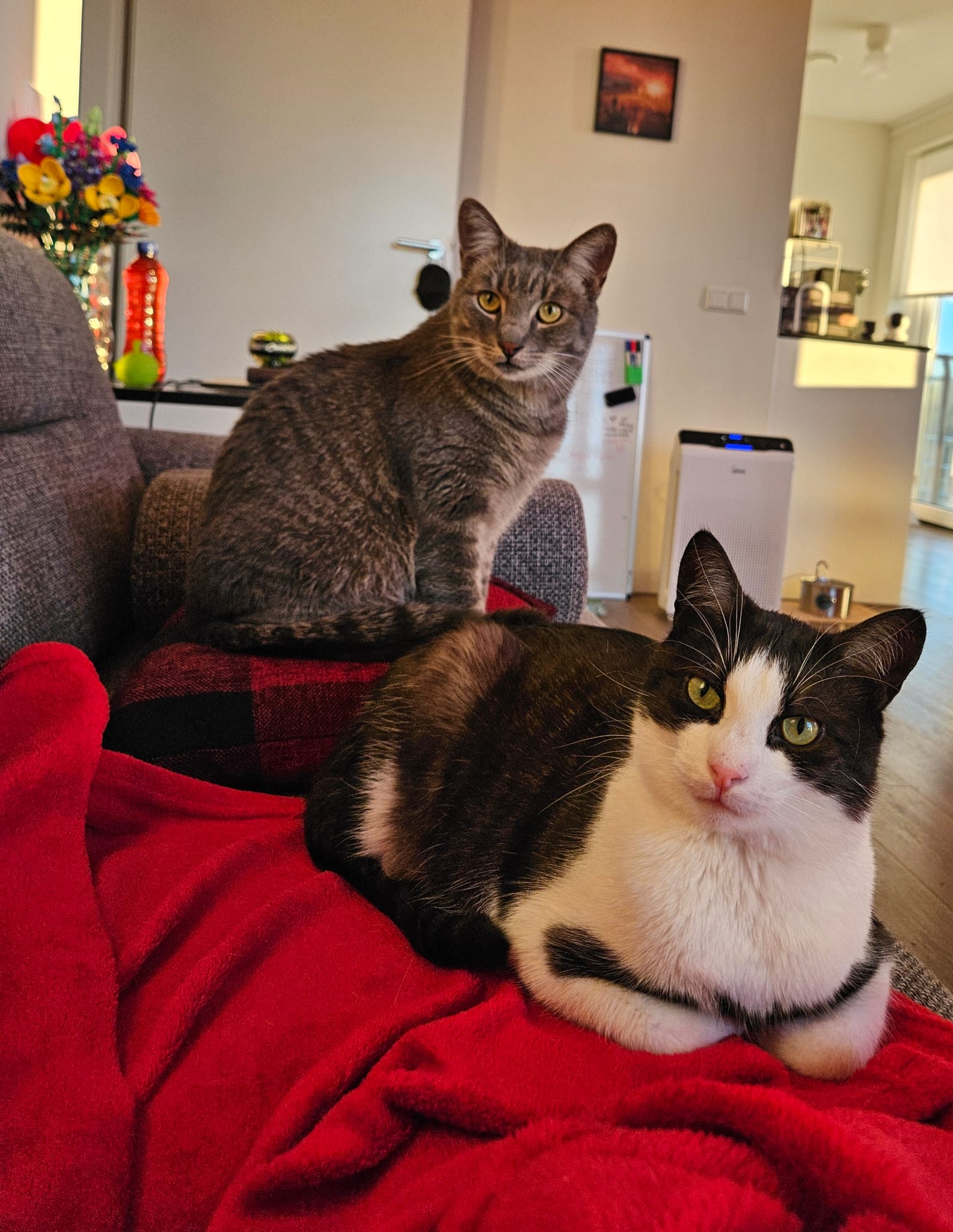 Two cats are sitting on a sofa and staring at the camera. They are concerned.