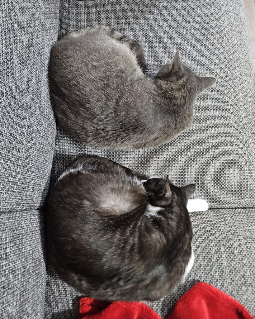 Two cats are curled up and sleeping on a sofa. 