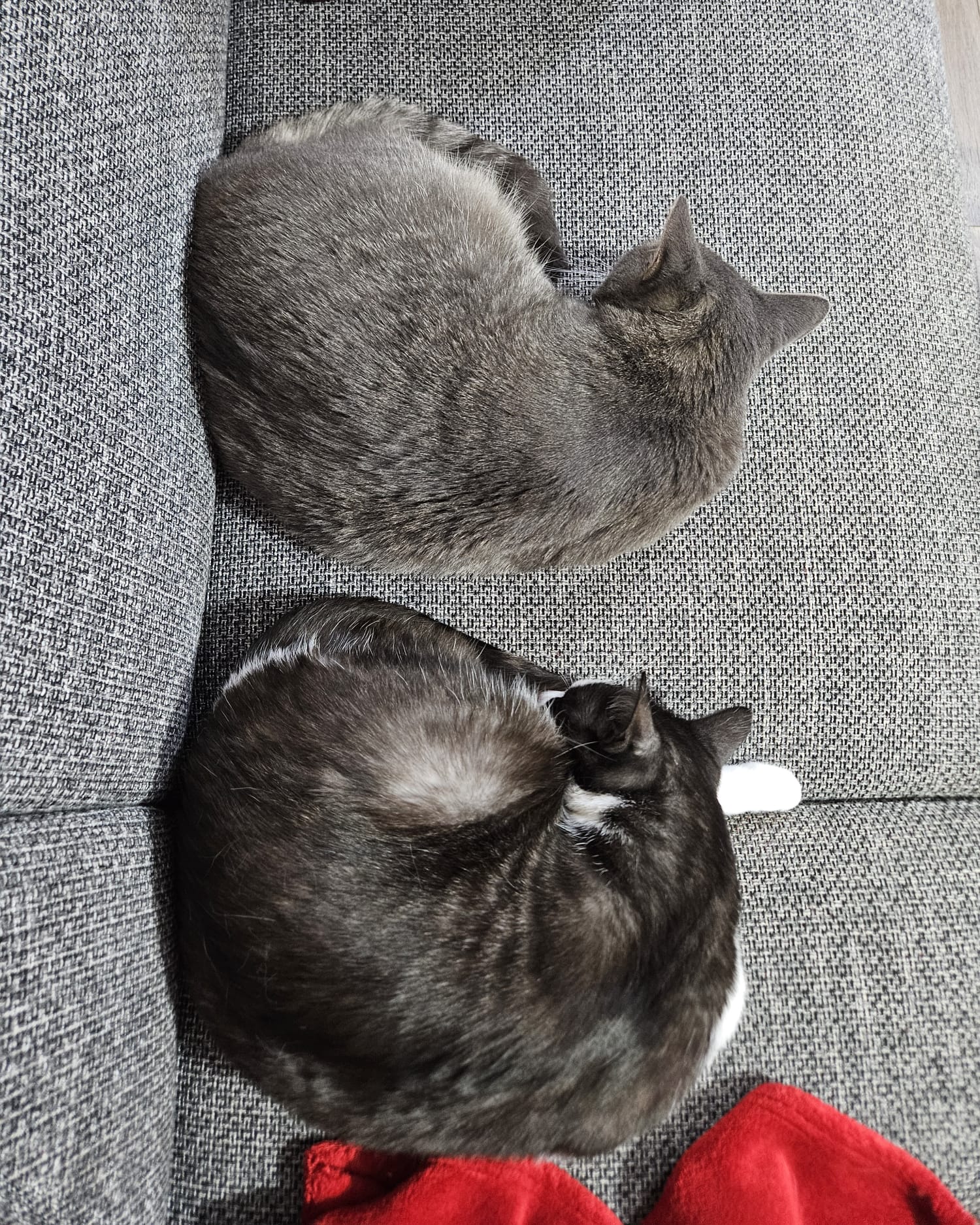 Two cats are curled up and sleeping on a sofa. 