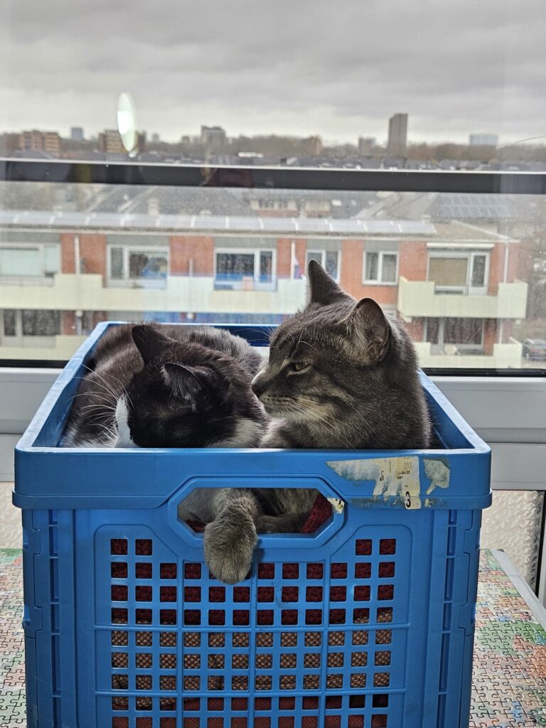 Two cats are sleeping in a grocery store basket