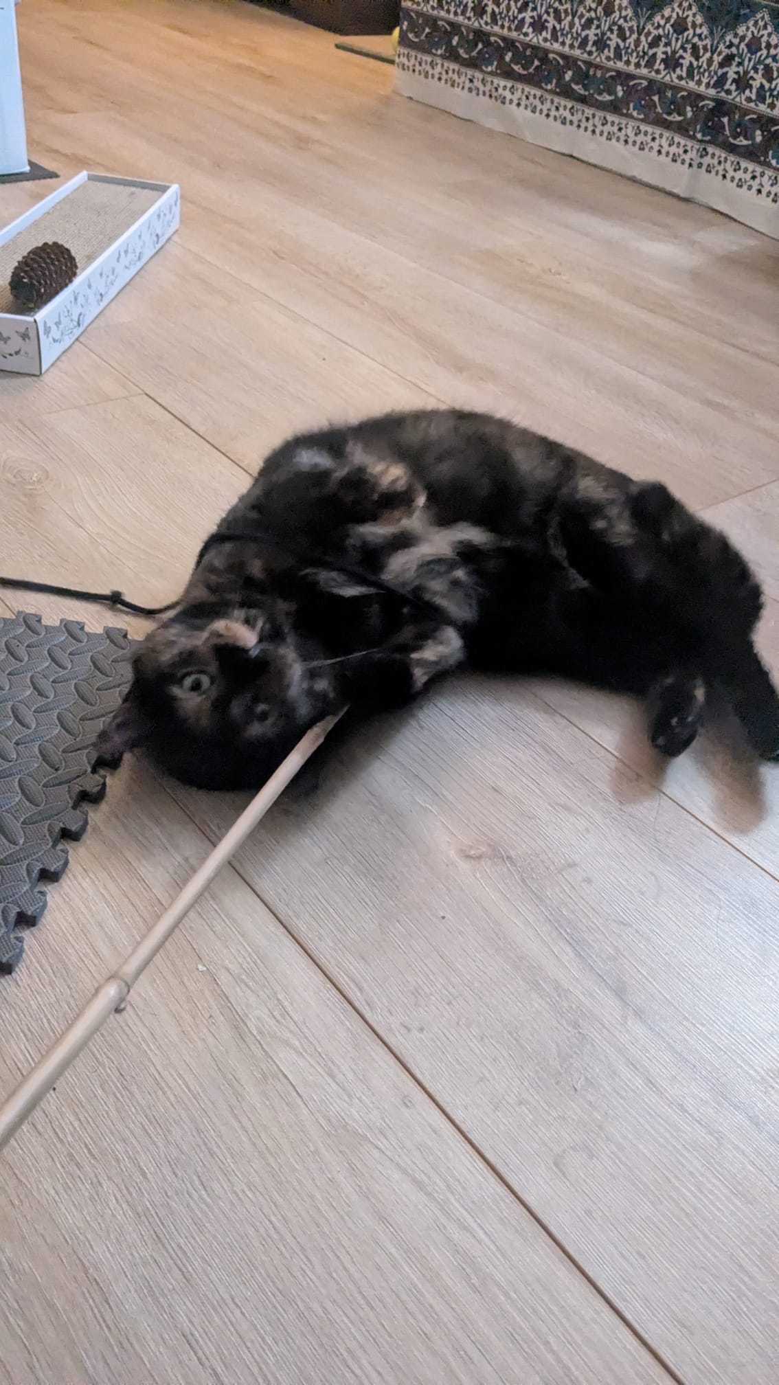 A tortoiseshell cat is playing with a wand toy on the floor