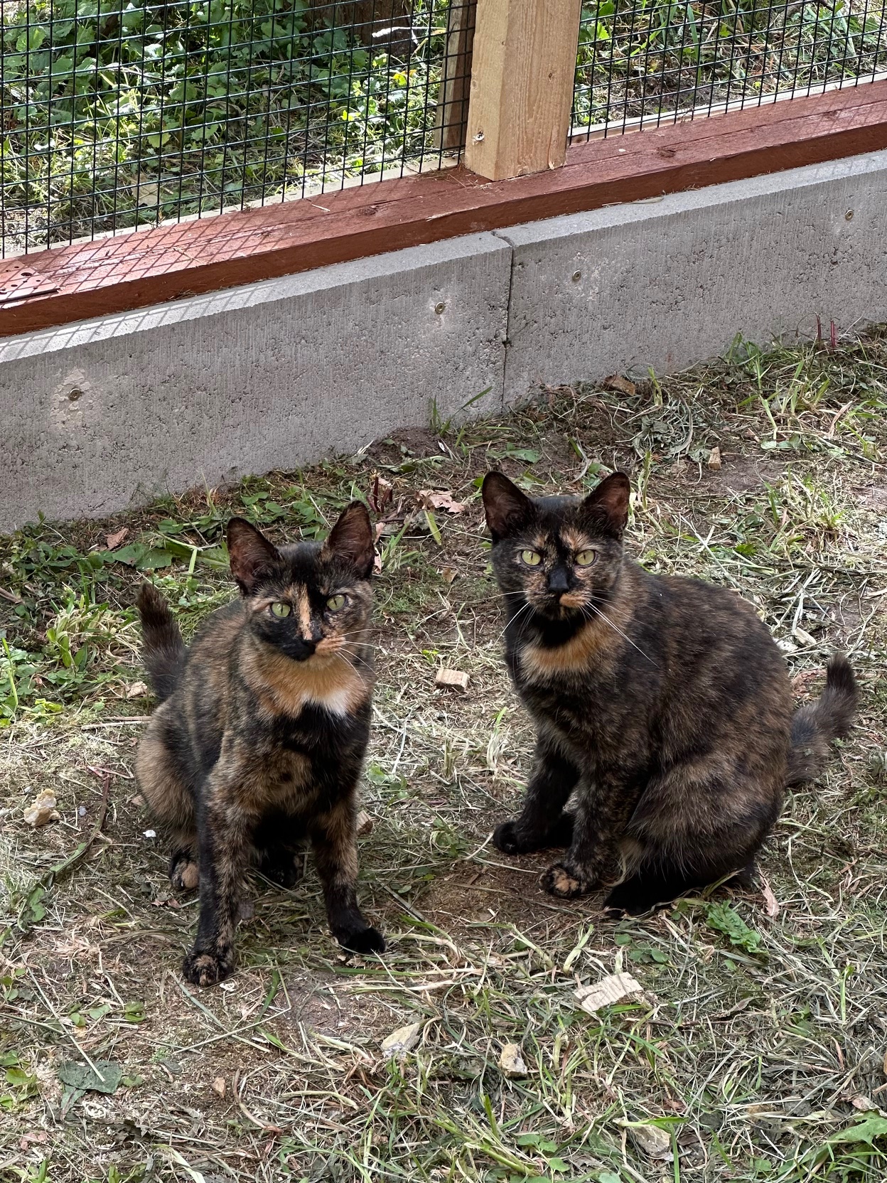 Two tortoiseshell kittens are sitting on the grass