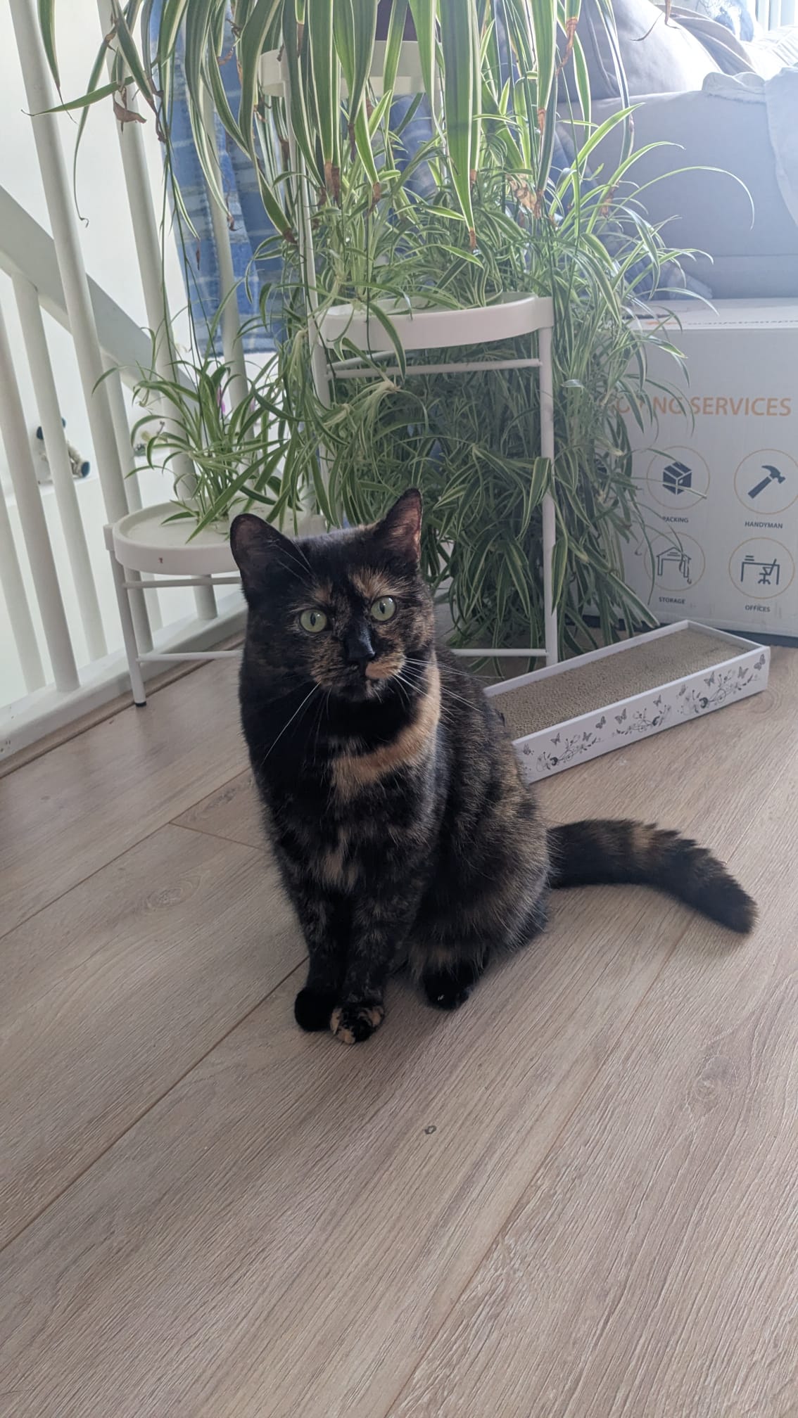 A tortoiseshell cat is sitting politely on the floor