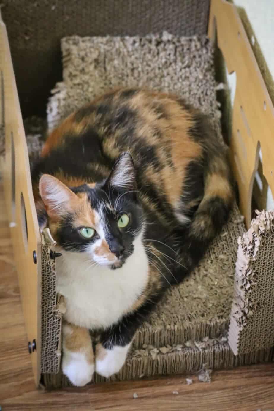 A tri-color tortoiseshell or calico cat is laying in a scratching box
