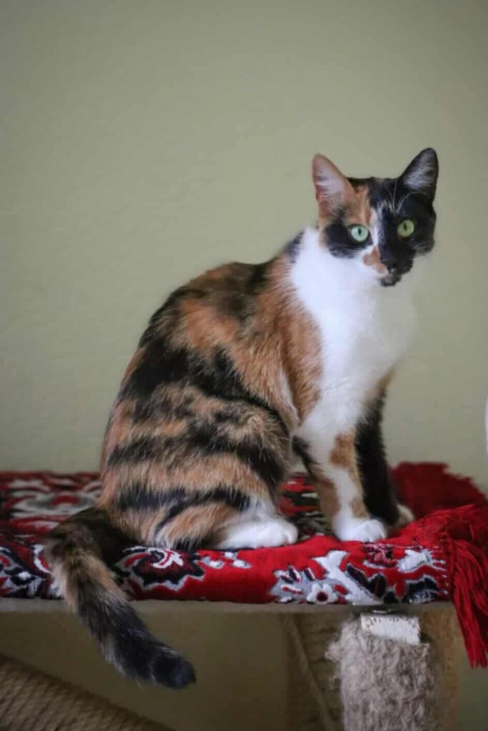 A tri-color tortoiseshell or calico cat is sitting on a red blanket