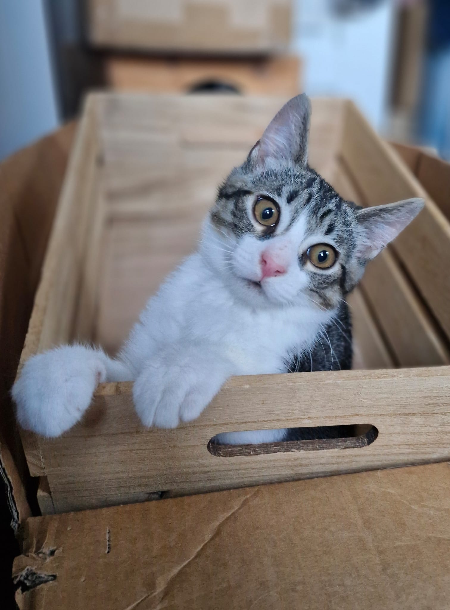 A gray tabby kitten is sitting in a wooden box with its paws over the box