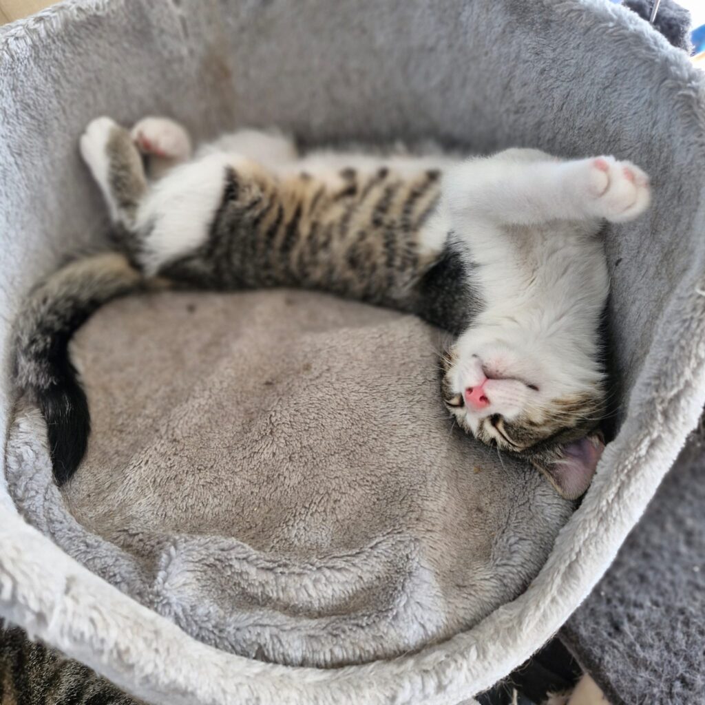 A gray tabby kitten is laying upside down in a circular bed with his paws and belly up