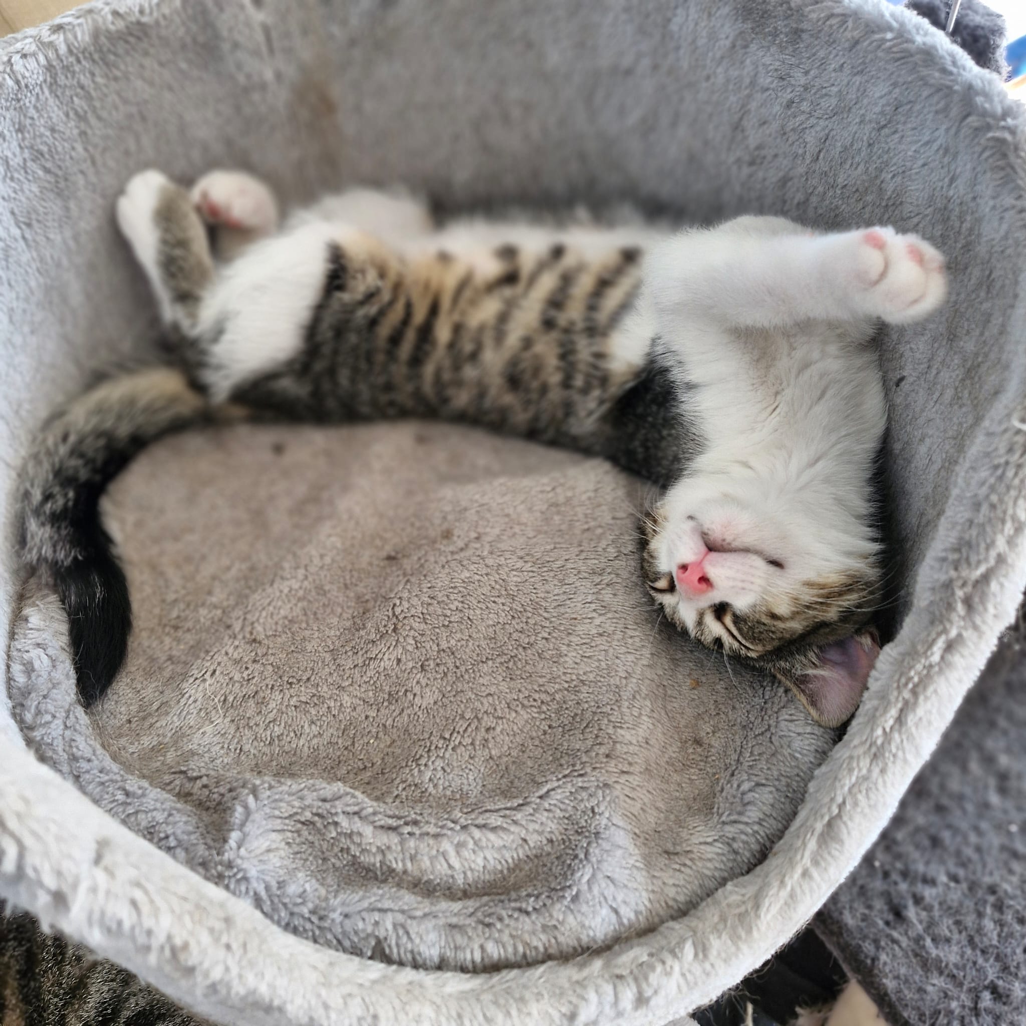 A gray tabby kitten is laying upside down in a circular bed with his paws and belly up