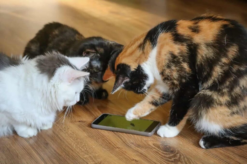 Three cats are playing a game on a smartphone.