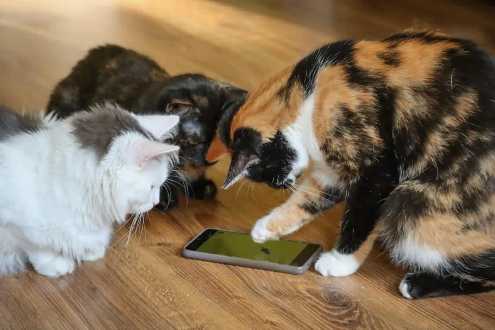 Three cats are playing a game on a smartphone.