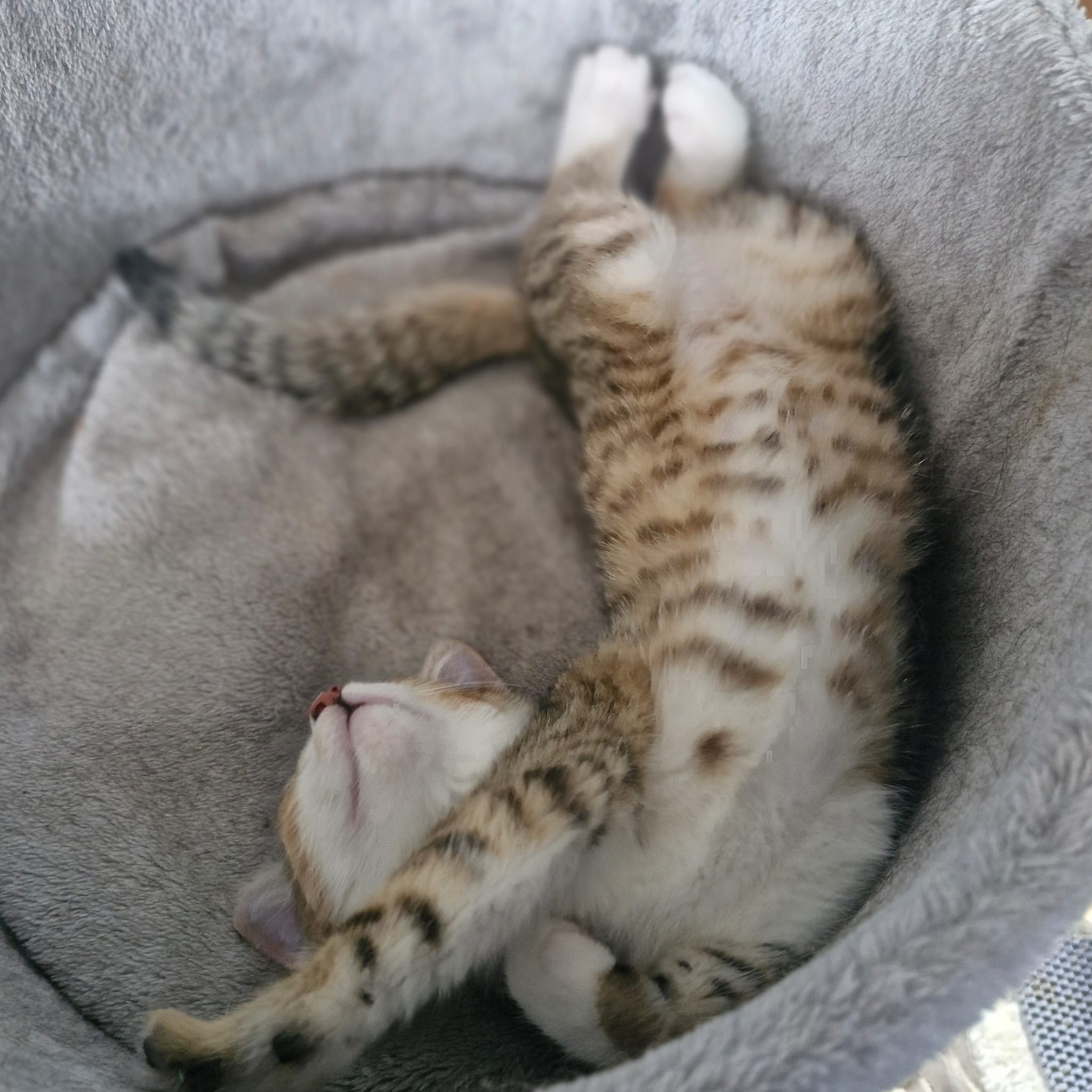 A gray tabby kitten is laying upside down in a circular bed with his paws and belly up