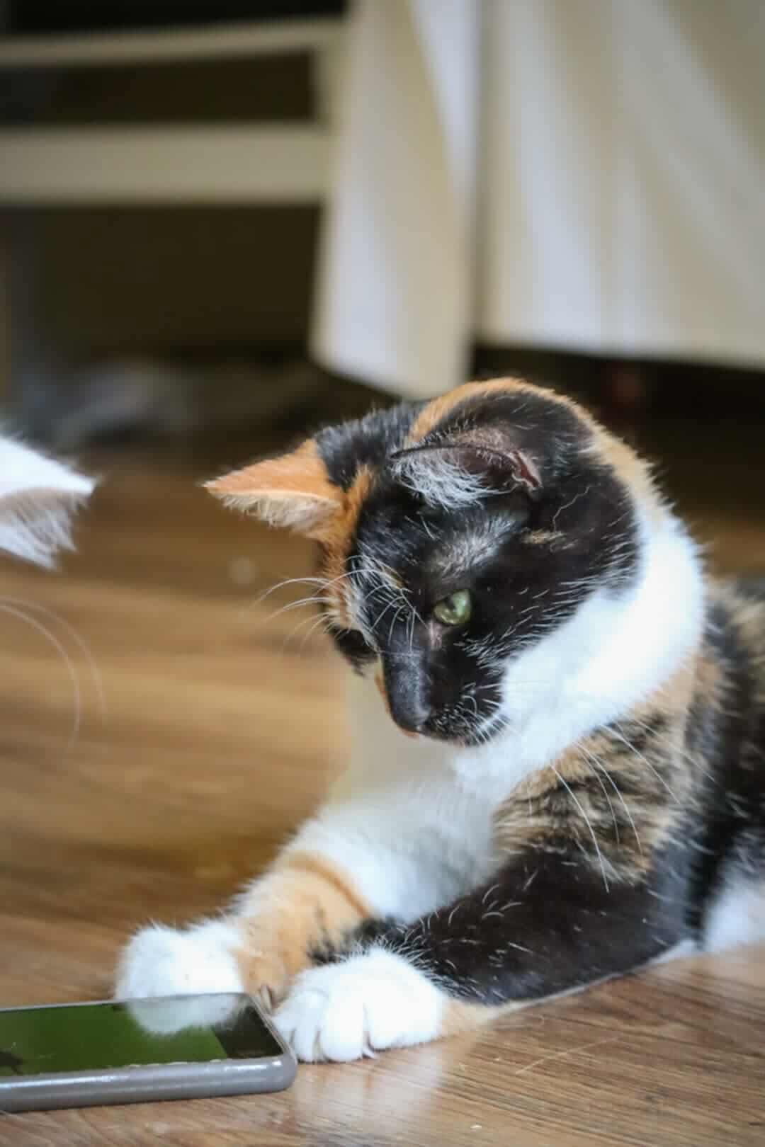 A calico cat is playing with a smartphone