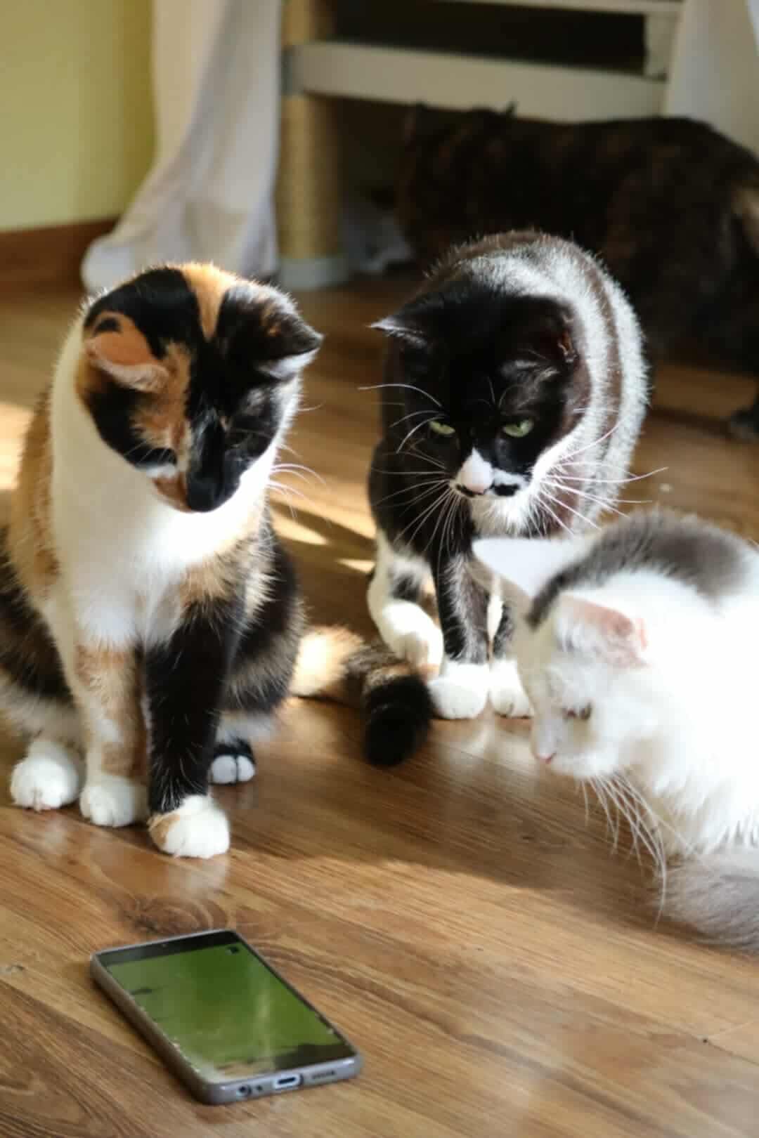 Three cats are staring at a smartphone on the wooden floor. They look like they are up to no good.