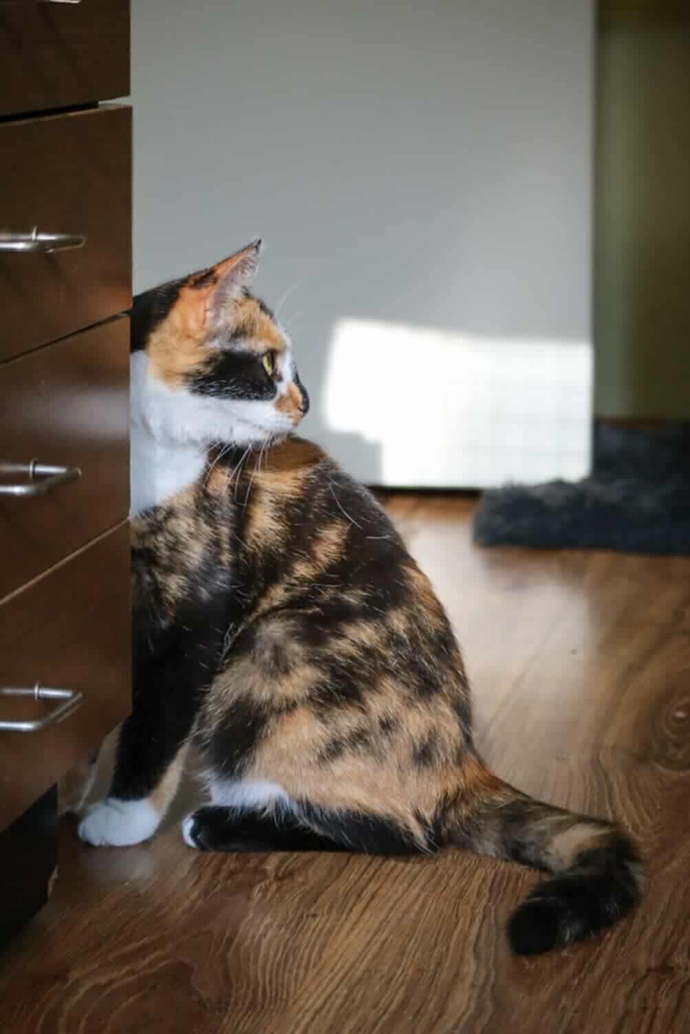 A tri-color tortoiseshell or calico cat is hiding behind drawers