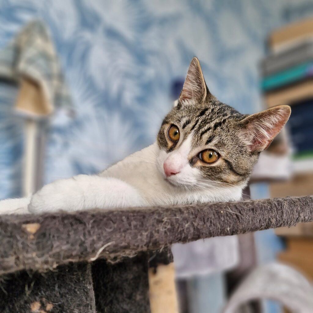 A tabby kitten is laying on a cat tree and looking to the side