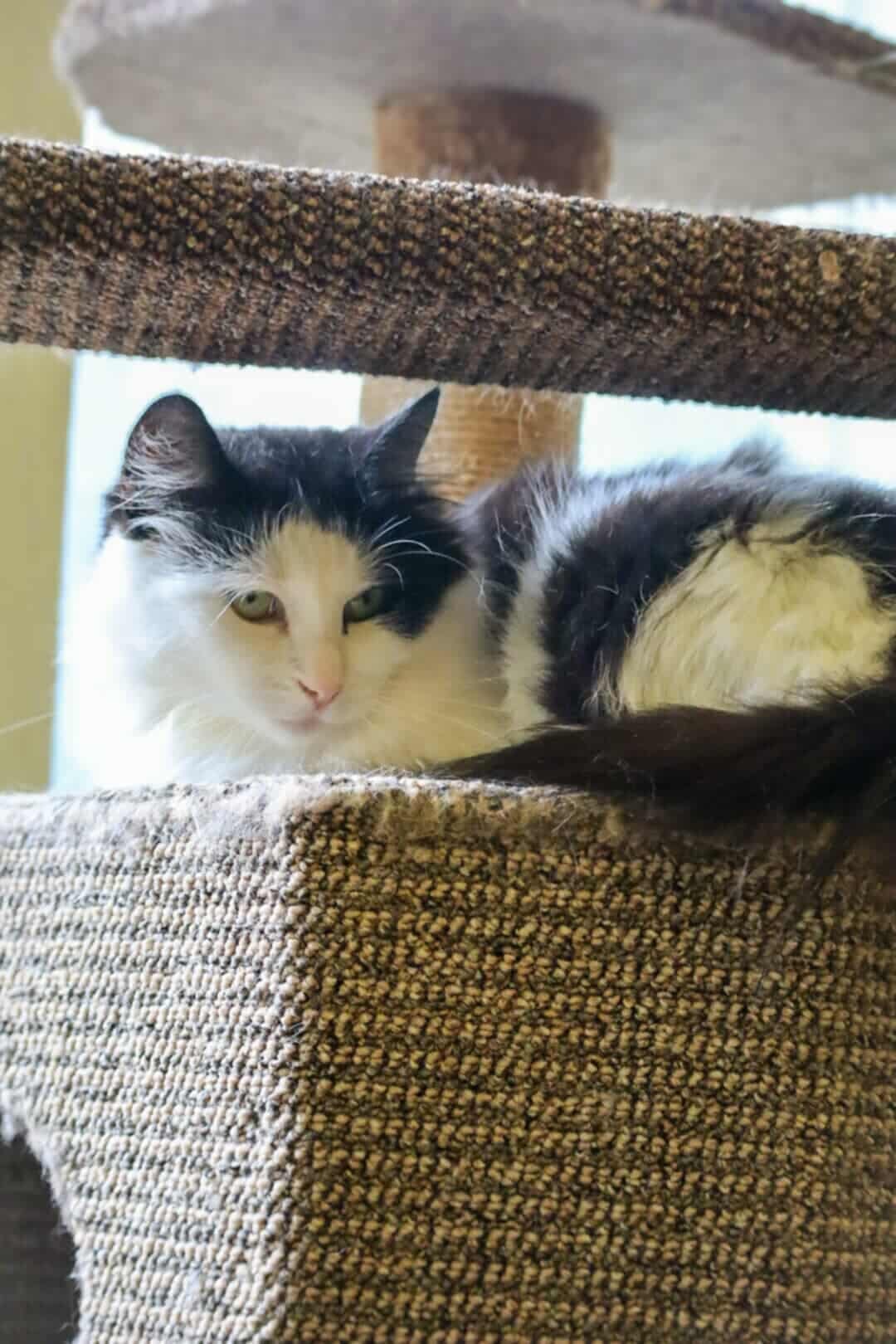 A fluffy white cat with black ears and head is laying on a cat tree