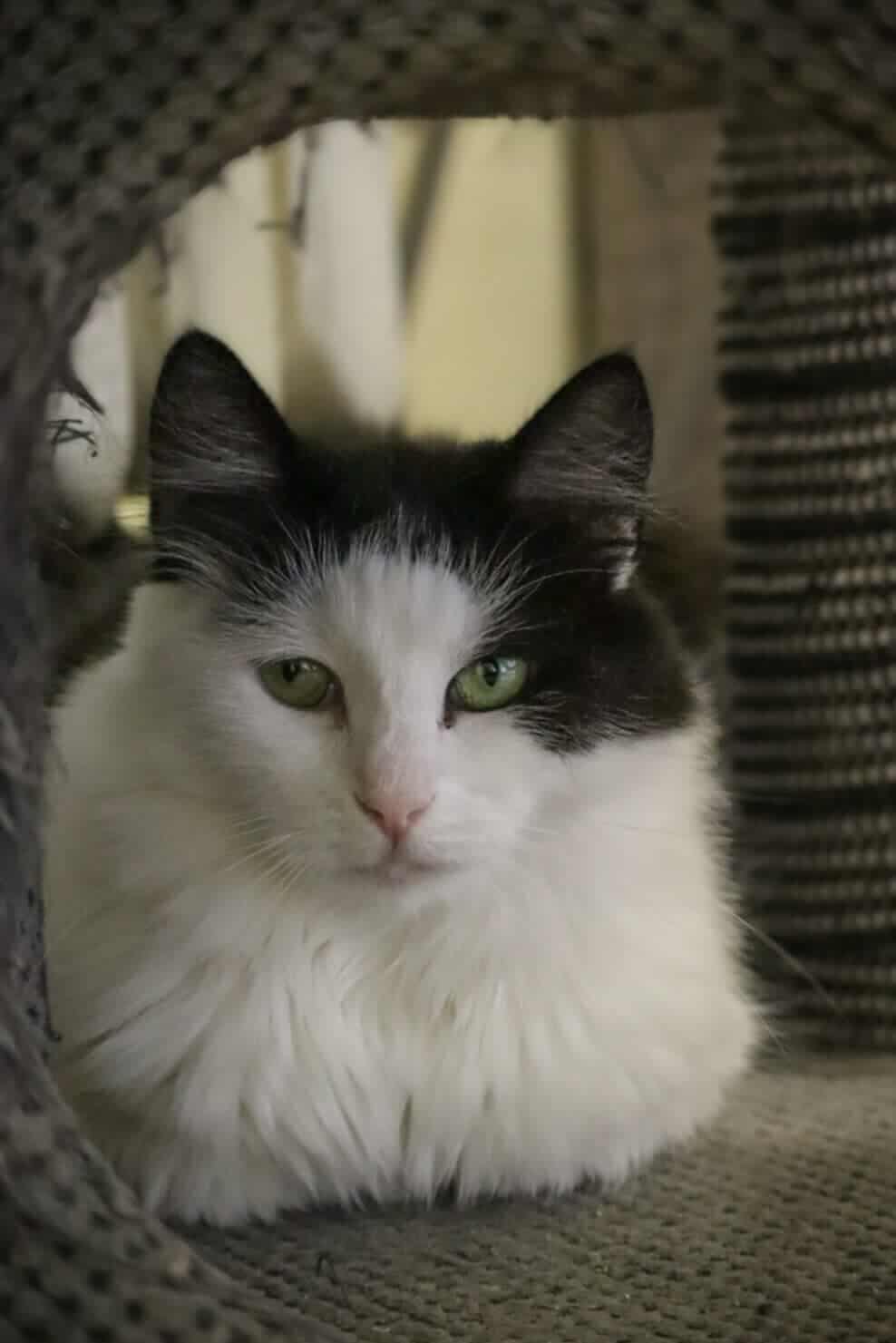 A fluffy white cat with black ears and head is laying on a cat tree and staring at the camera