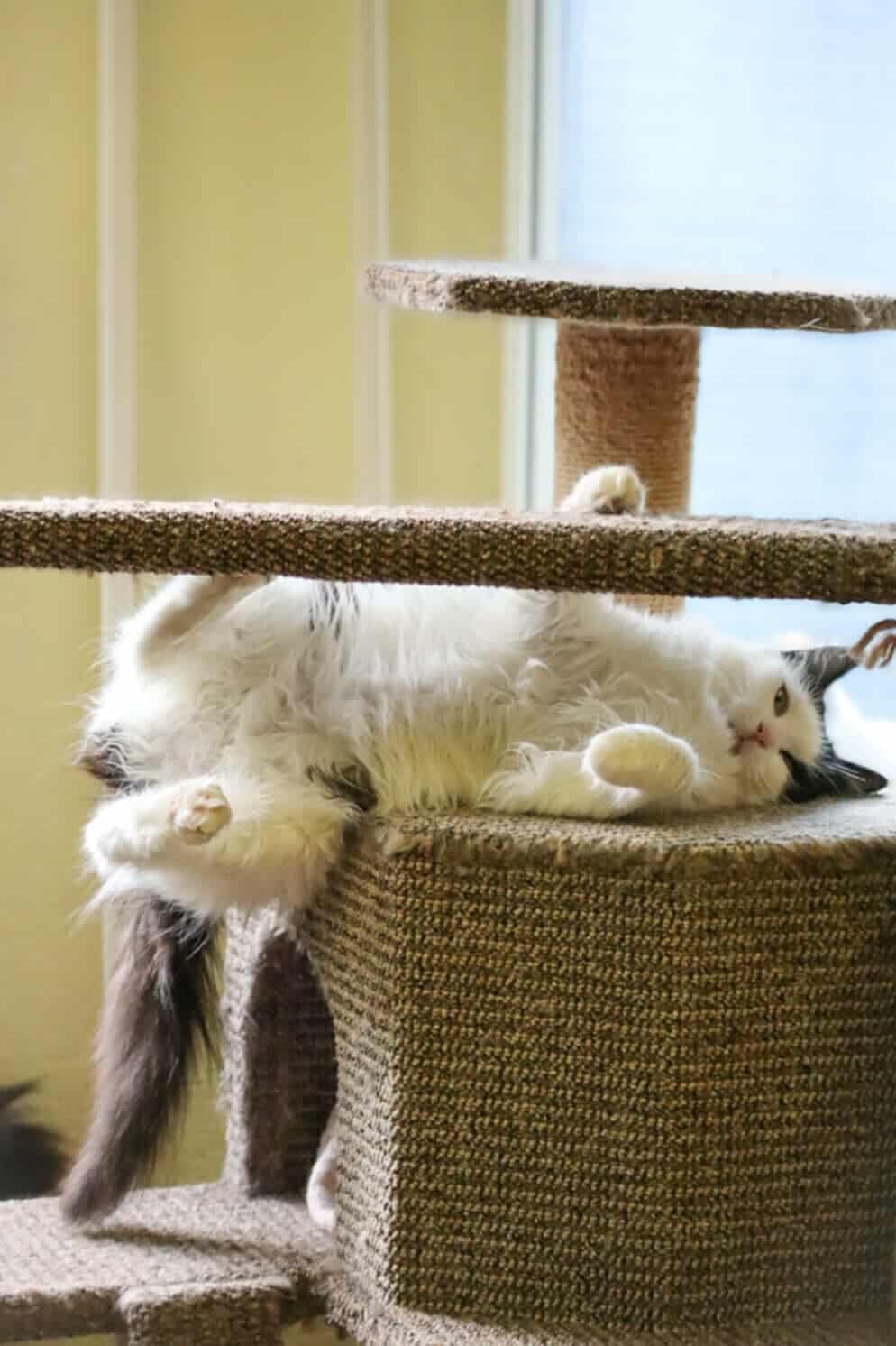 A black and white cat is laying underneath a platform and playing with it. You can see its legs and belly