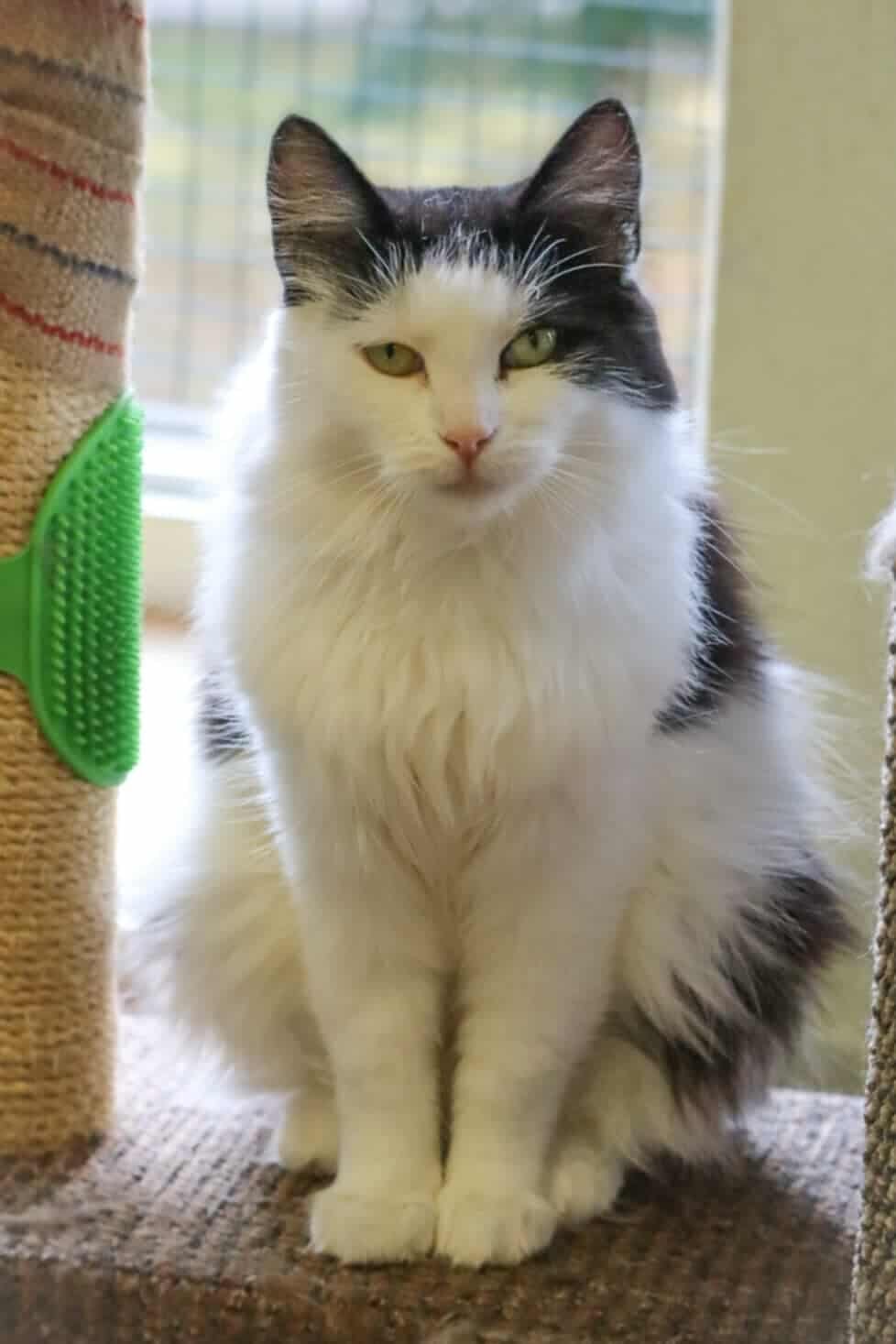 A fluffy black and white cat is sitting politely and staring directly at the camera