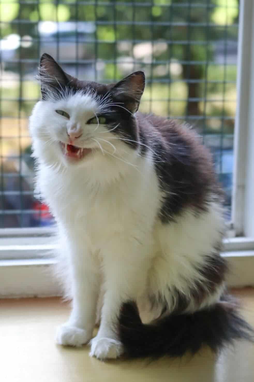 A fluffy white cat with black ears and head is standing next to a window and sneezing