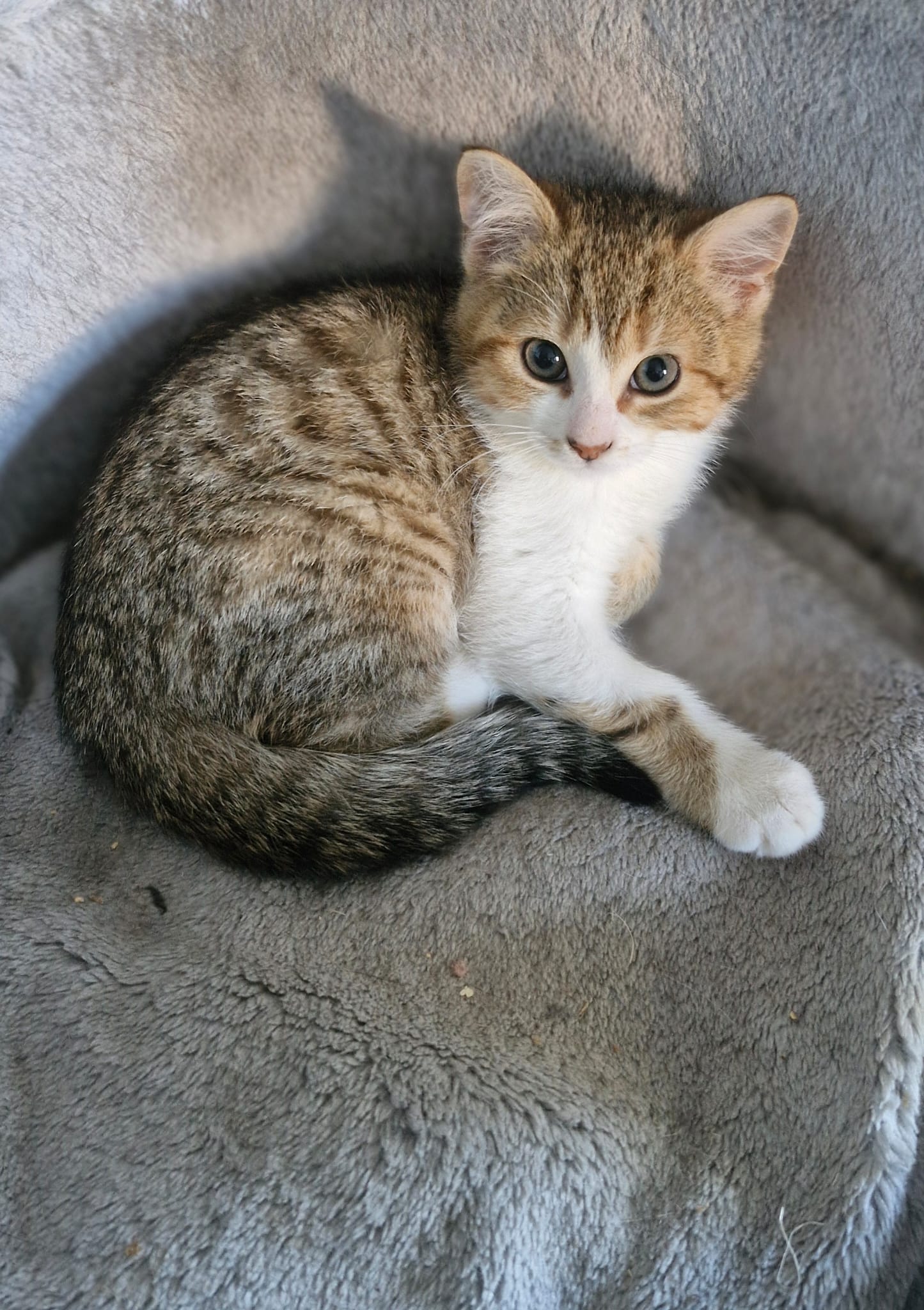 A brown tabby kitten with a white chess is laying on the floor with one paw outstretched