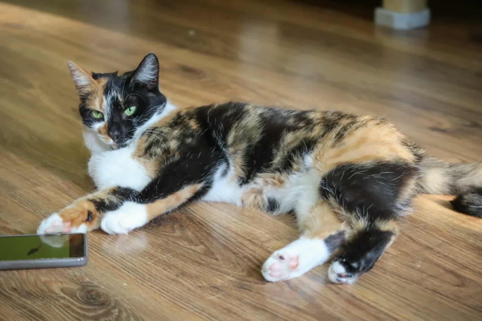 A tri-color tortoiseshell or calico cat is laying on a wooden floor next to a smartphone.