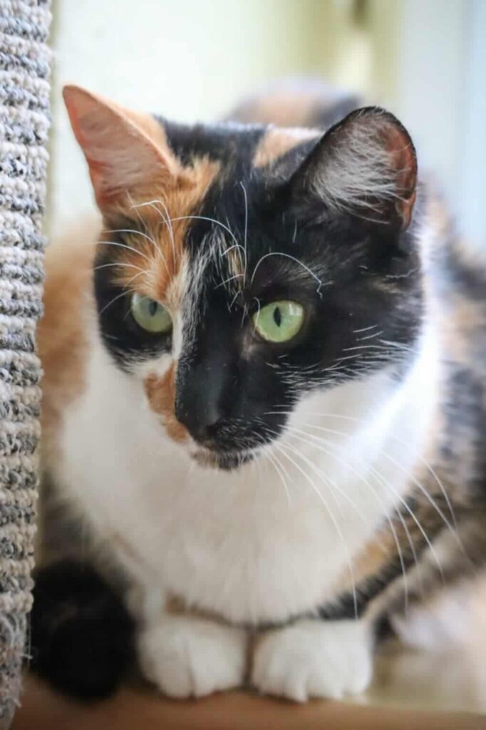 A tri-color tortoiseshell or calico cat is sitting next to a cat tree