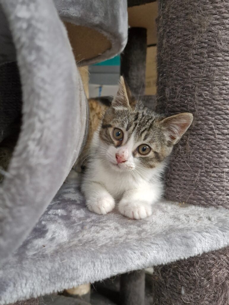 A gray tabby kitten with a white chest is laying under a cat tree with front paws outstretched