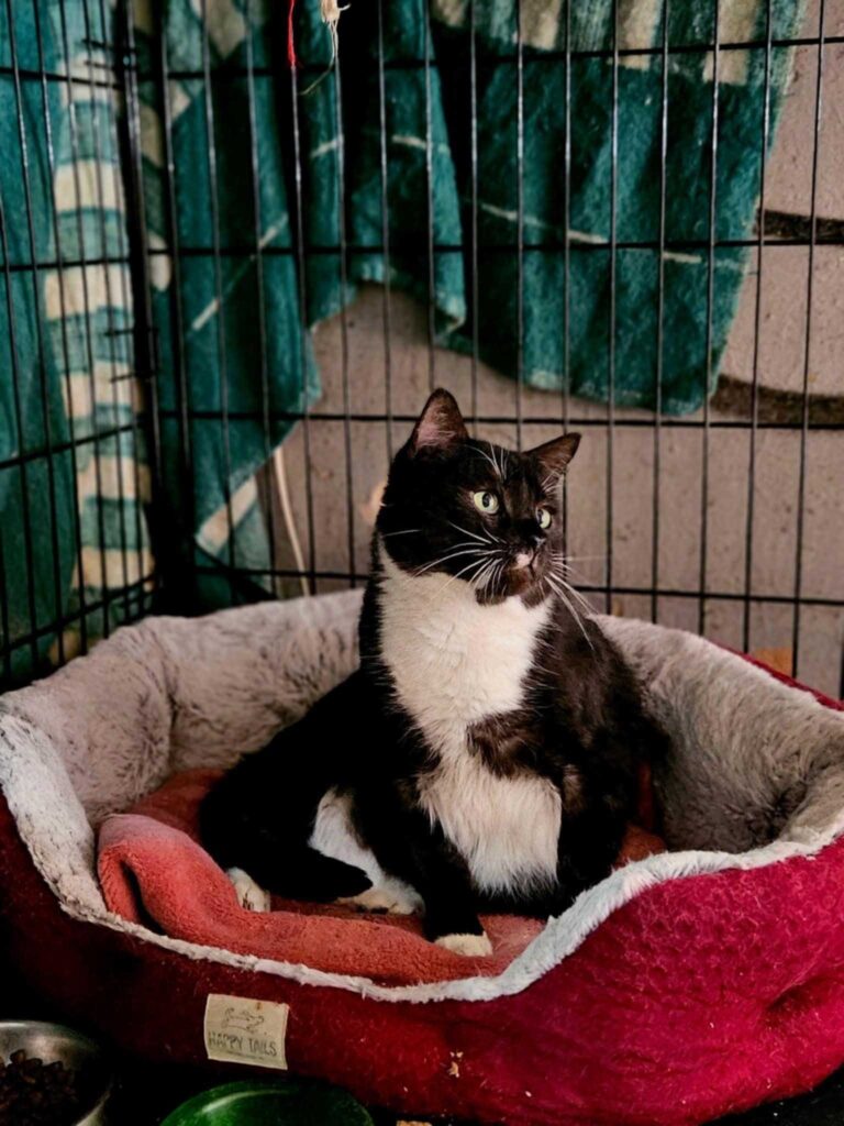 A black and white cat is sitting in a red cat bed and staring to the side. He looks like a panda who is eating bamboo