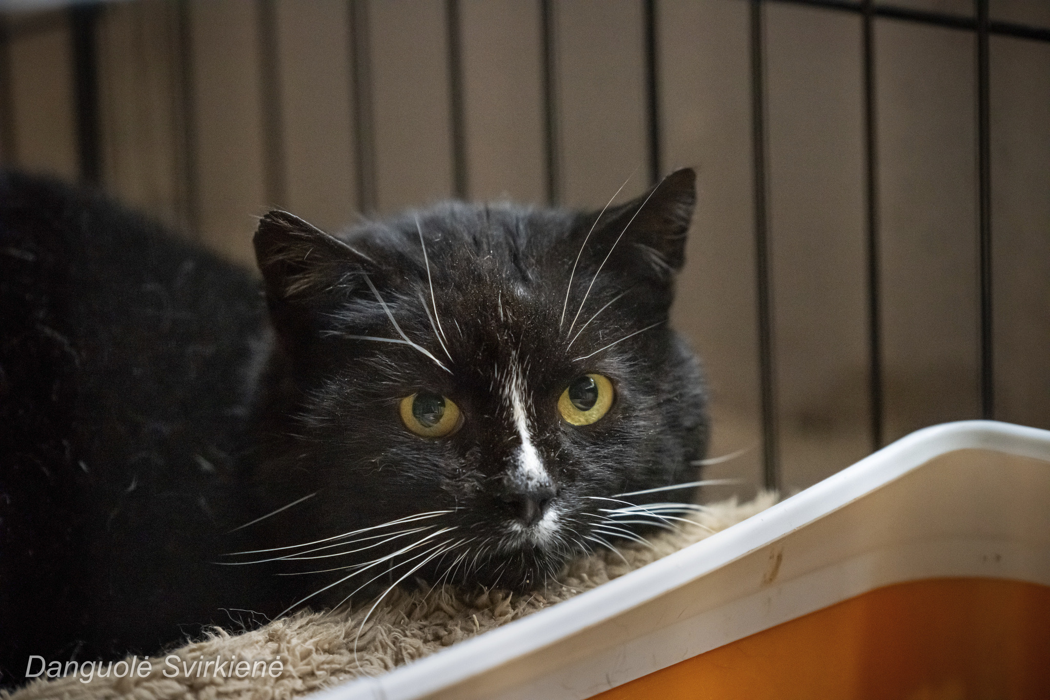 A black and white tuxedo cat is sitting on a fuzzy blanket in a cage