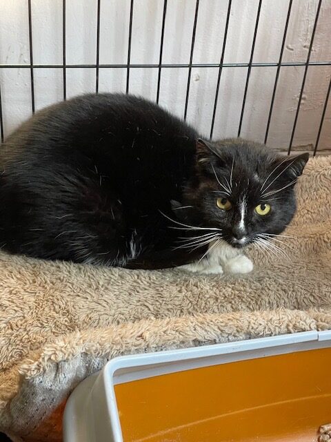 A black and white tuxedo cat is sitting on a fuzzy blanket and looks scared