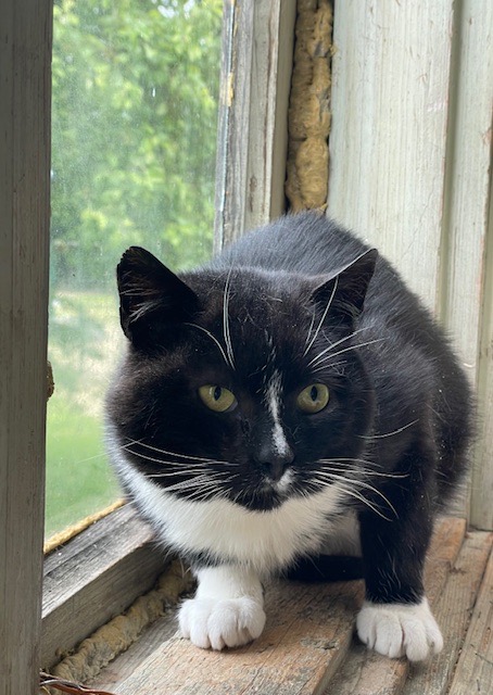 A black and white tuxedo cat is sitting next to a window and looks like he wants to run away