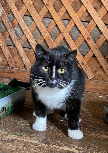 A black and white tuxedo cat is sitting on a wooden floor and staring at the camera. He looks scared