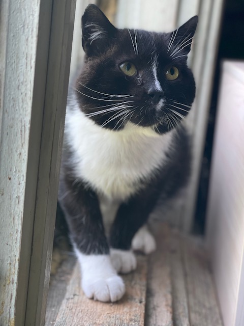 A black and white tuxedo cat is sitting next to a window and looking up at something. He is curious