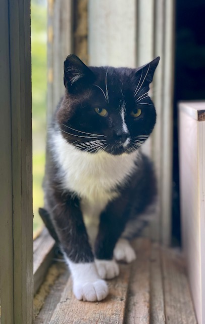 A black and white tuxedo cat is sitting next to a window