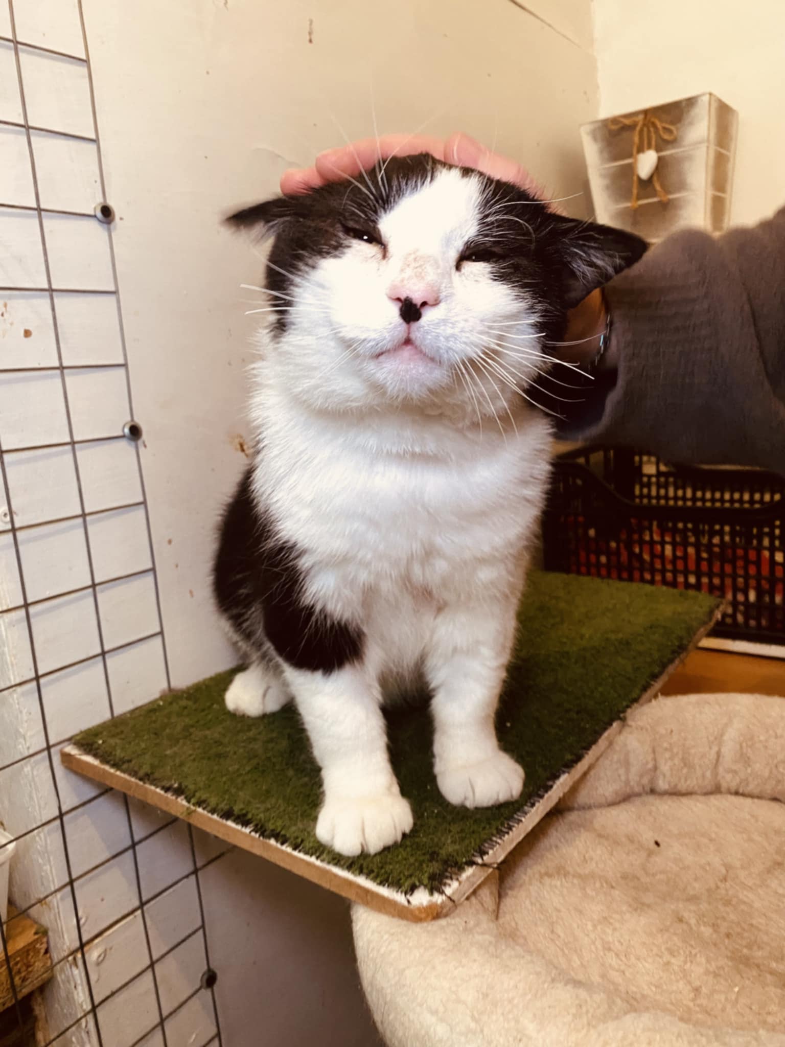 A black and white cat is sitting happily on a table and has his eyes closed. Someone is petting him